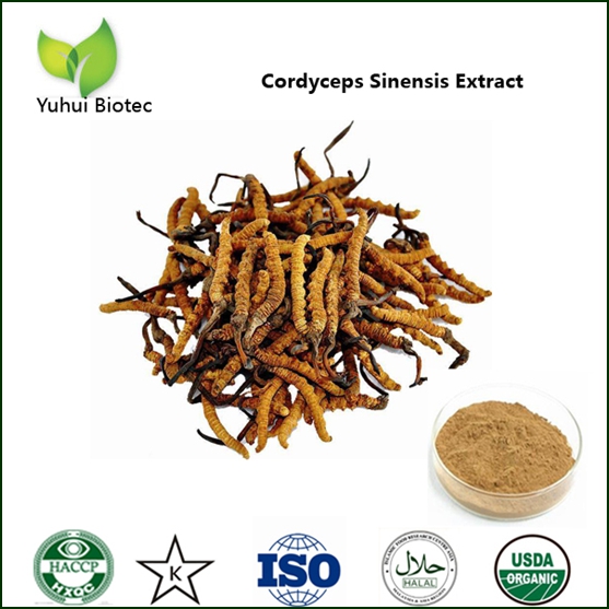 Cordyceps Sinensis Extract