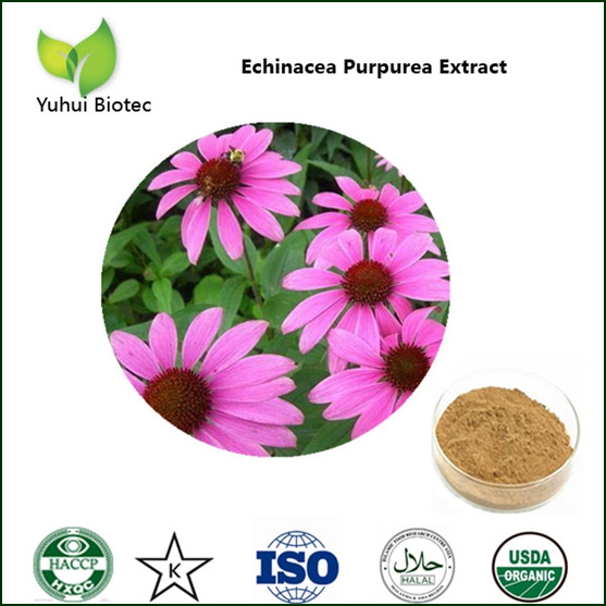 Echinacea Purpurea Extract