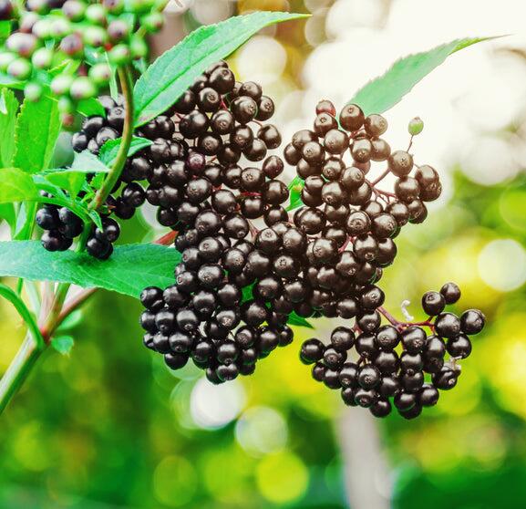How to Source Premium Elderberry Extract for Your Supplements