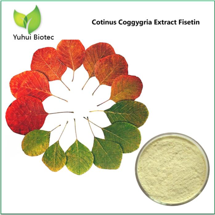 Cotinus Coggygria Extract