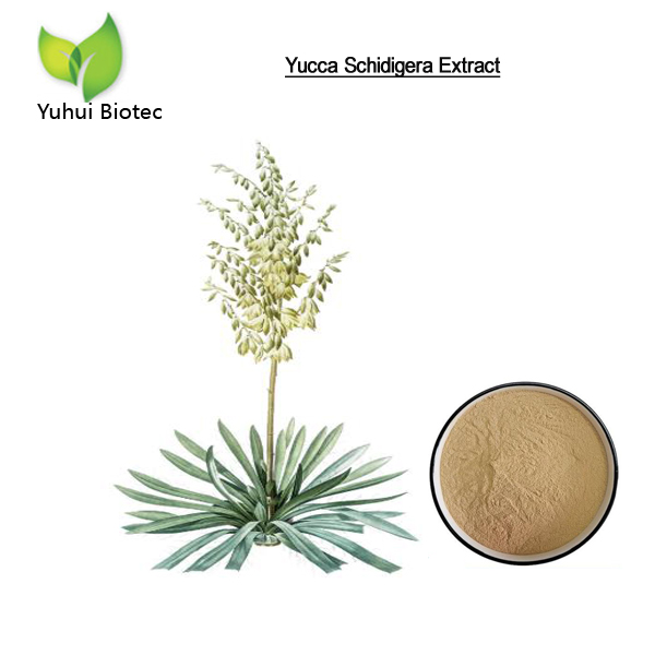 Yucca extract